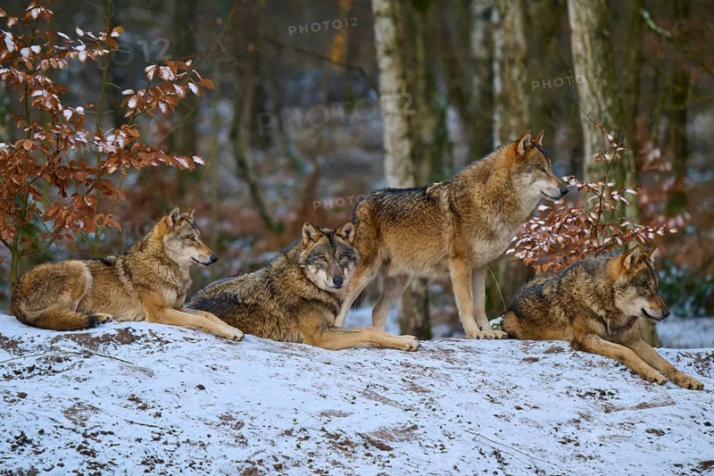 Four wolves lying and standing on a snowy area in the forest, pack, winter, wolf (Canis lupus), Germany