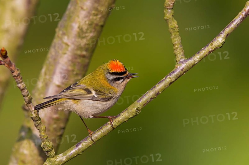 Firecrest, Regulus ignicapillus, Roitelet à triple bandeau, Roitelet triple-bandeau, Reyezuelo Listado, Luisenpark, Mannheim, Baden-Württemberg, Germany