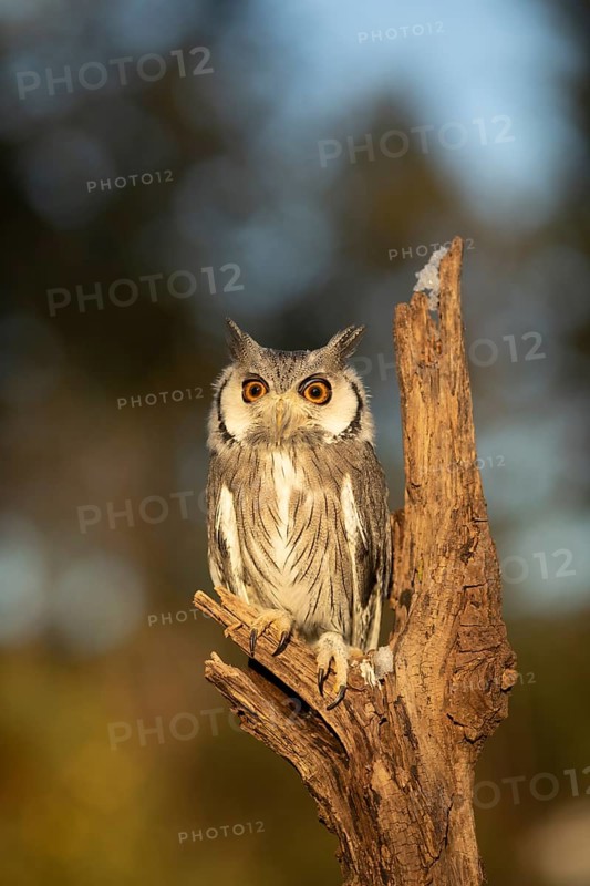 Southern White-faced Owl (Ptilopsis granti) captive, Germany
