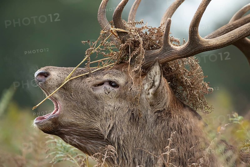 Red deer (Cervus elaphus) adult male stag animal roaring with its mouth open during the annual rut in autumn, England, United Kingdom