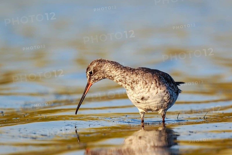 Spotted Redshank (Tringa erythropus) foraging, Lesvos, Greece