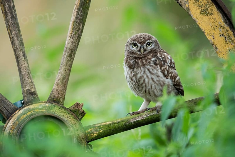 Little owl (Athene noctua), Vechta, Lower Saxony, Germany