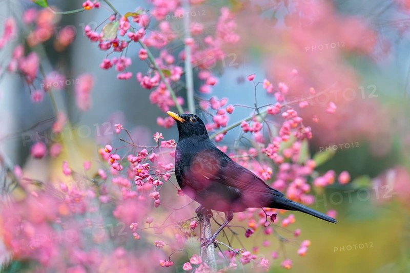 A common blackbird (Turdus merula) sits in a European spindle tree (Euonymus europaeus), and eats the fruit