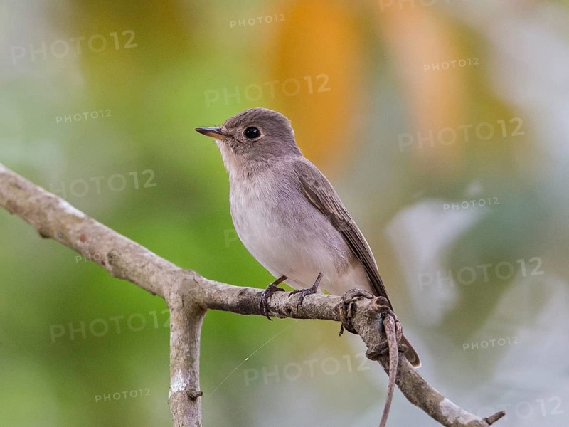 Asian Brown Flycatcher (Muscicapa dauurica), Sri Lanka