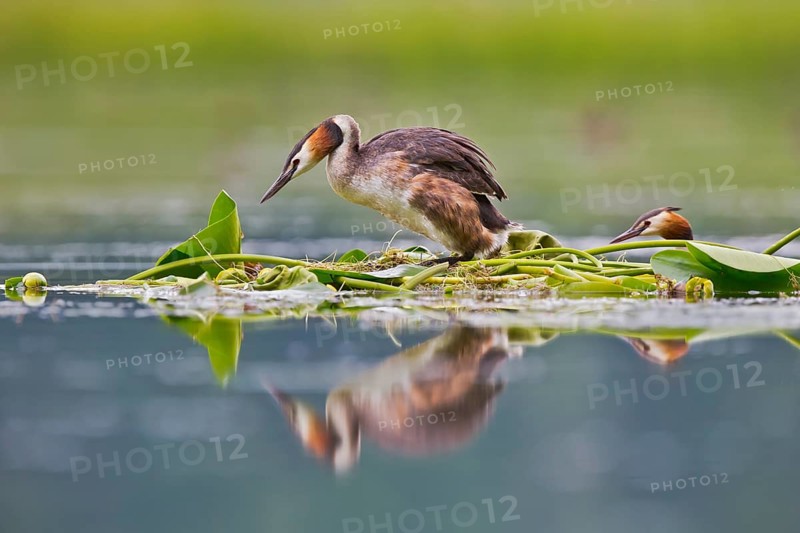 Great Crested Grebe (Podiceps cristatus) pair on nest, Bavaria, Germany