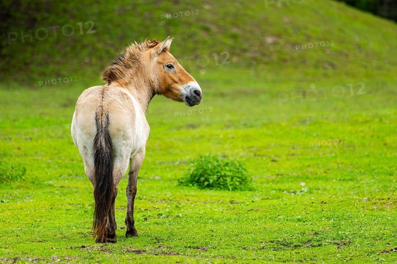 Przewalski's horse (Equus ferus przewalskii) standing on a meadow, Austria, Germany