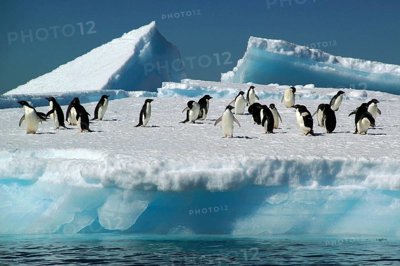 Antarctica, Wedell Sea, animals, penguins, Adelie penguin