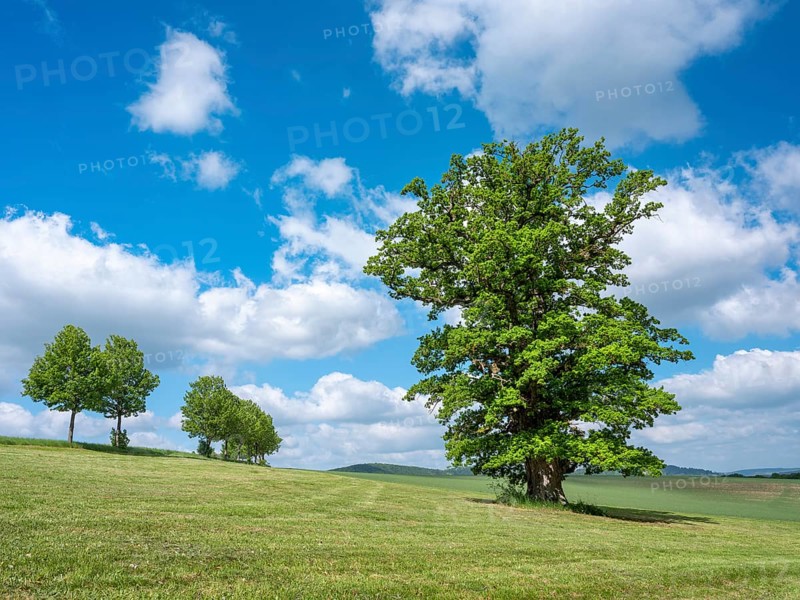 Landscape in the Thuringian Rhön, meadow with old giant solitary oak (Quercus robur) in spring under a blue sky with cumulus clouds, natural monument, Thuringia, Germany