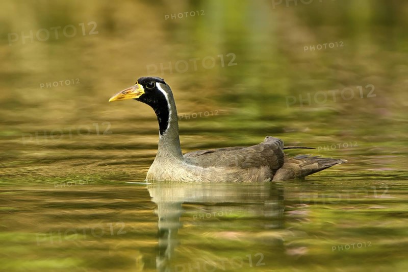 Masked Finfoot (Heliopais personatus) male, Seletar Reservoir, Singapore