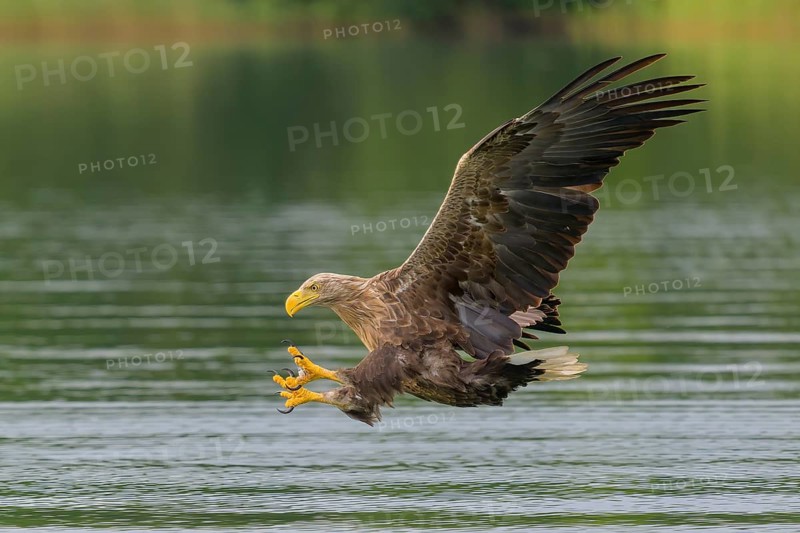 White-tailed eagle (Haliaeetus albicilla), in flight grabbing its prey, Mecklenburg-Western Pomerania, Germany