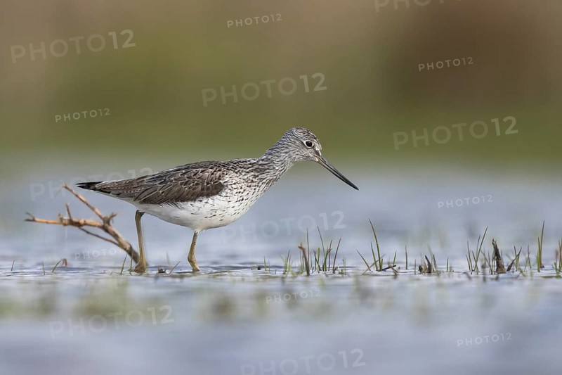 Common Greenshank (Tringa nebularia), North Rhine-Westphalia, Germany