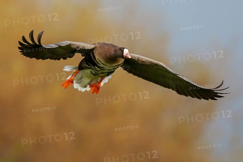 Greater White-fronted Goose (Anser albifrons) flying, North Rhine-Westphalia, Germany