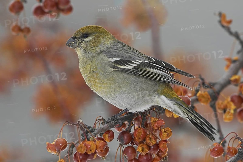 Pine Grosbeak (Pinicola enucleator) female, Ontario, Canada