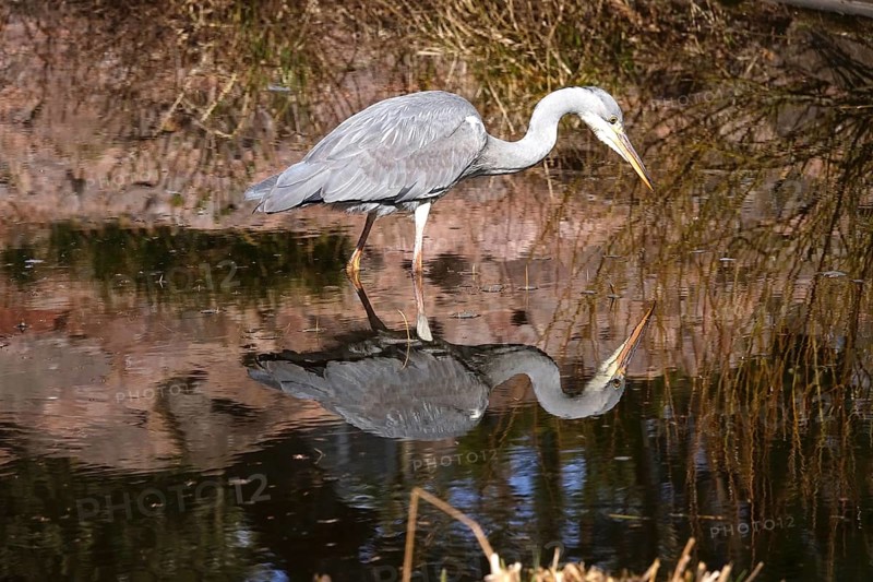 Grey heron in a lake, spring, Germany