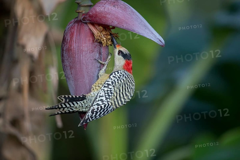 West Indian Woodpecker (Melanerpes superciliaris) female, Cuba