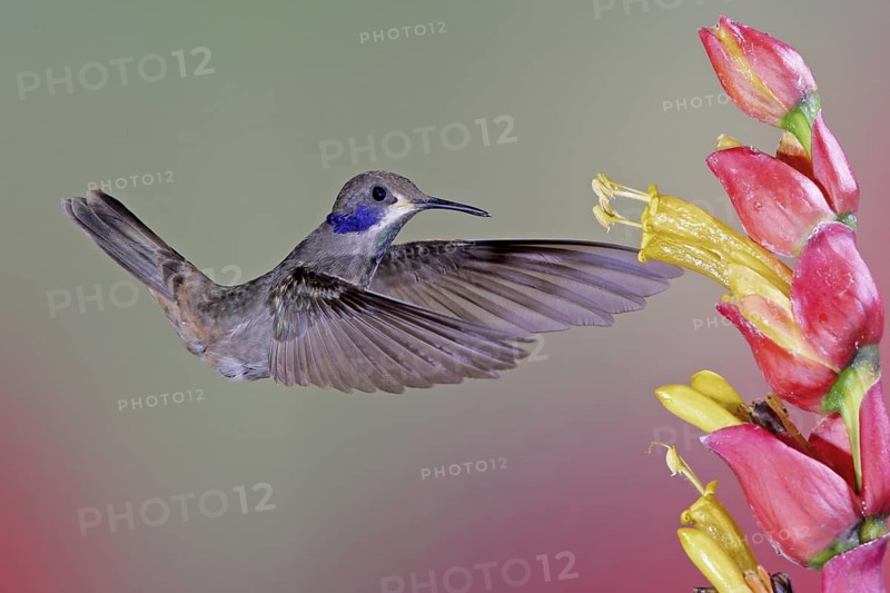 Brown Violetear (Colibri delphinae), Costa Rica