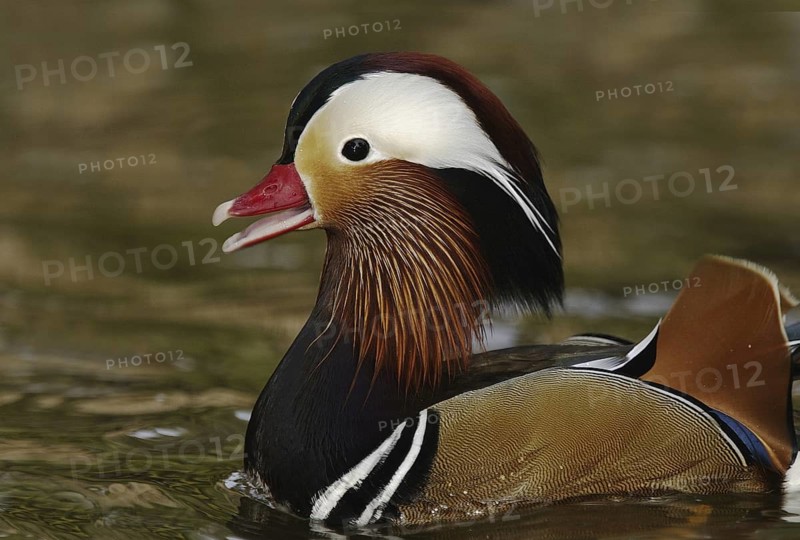 Mandarin Duck (Aix galericulata) male, Arizona, USA