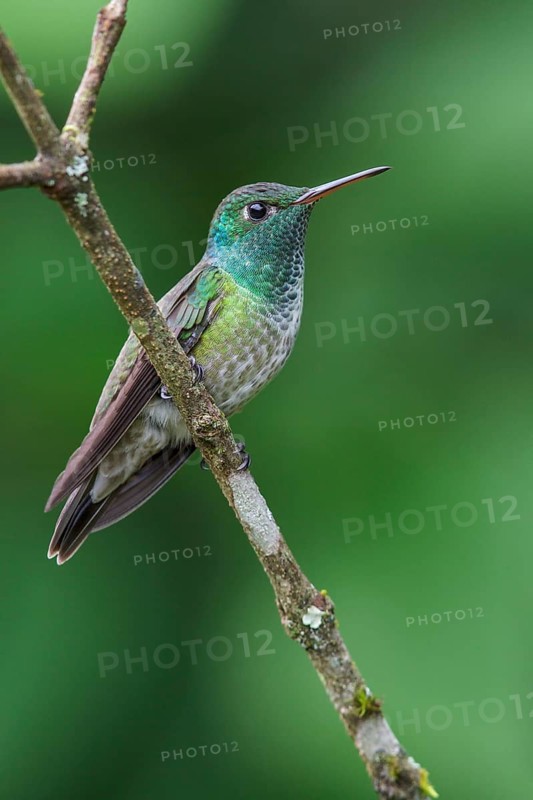 Versicolored Emerald (Amazilia versicolor) perched on a branch in the Atlantic rainforest of southeast Brazil