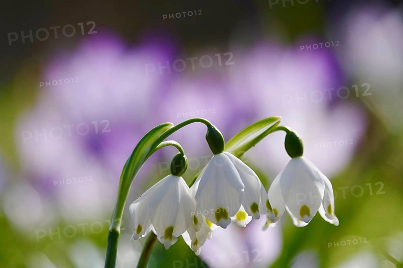 Beautiful spring snowflake (Leucojum vernum), March, Germany
