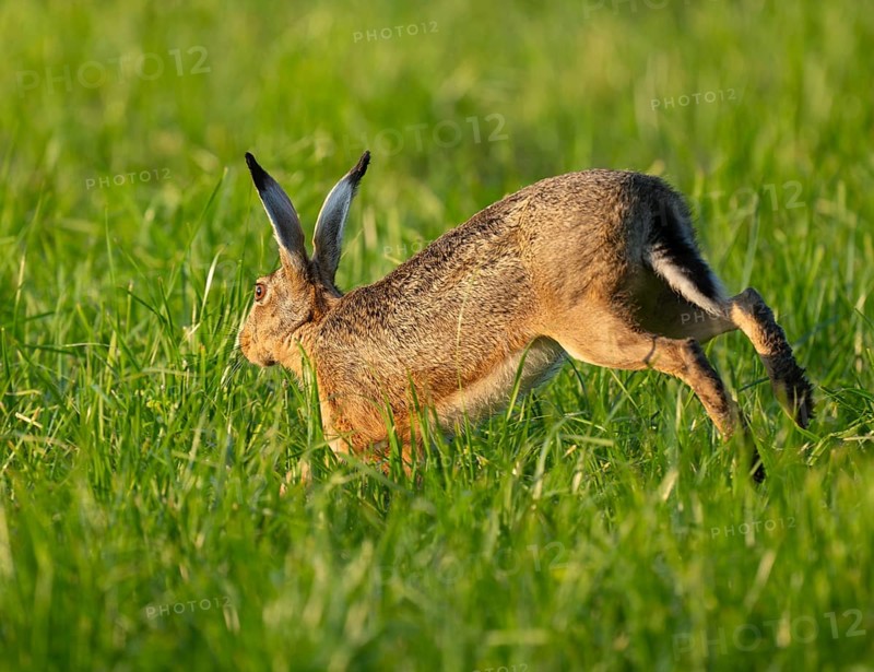 European hare (Lepus europaeus) running across a green meadow, wildlife, Lower Saxony, Germany