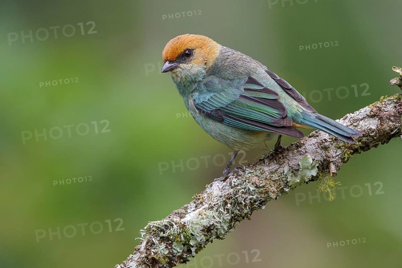 Chestnut-backed Tanager (Tangara preciosa) perched on a branch in the Atlantic rainforest of southeast Brazil