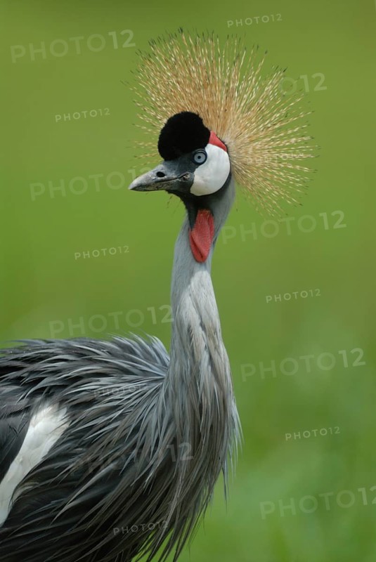 Grey Crowned Crane (Balearica regulorum), Uganda
