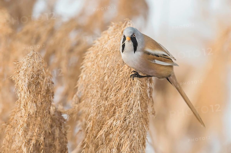 Bearded Reedling (Panurus biarmicus) male perched on reed, Piedmont, Italy