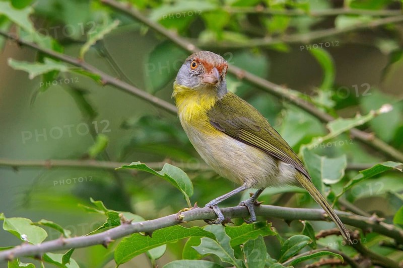 Rufous-browed Peppershrike (Cyclarhis gujanensis) perched on a branch in the Atlantic rainforest of southeast Brazil