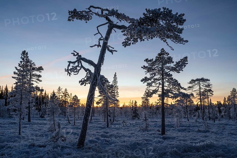 Thick frosted pines and spruces in swamps at dusk, Norrbotten, Lapland, Sweden, November 2022