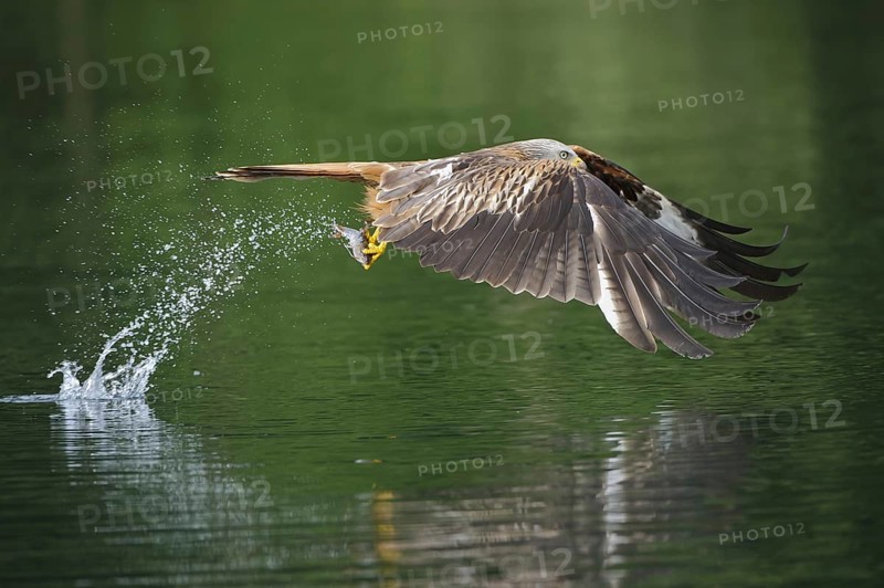 Red Kite (Milvus milvus) flying, Lower Saxony, Germany