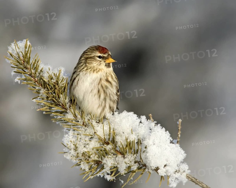 Common Redpoll (Acanthis flammea), Saskatchewan, Canada
