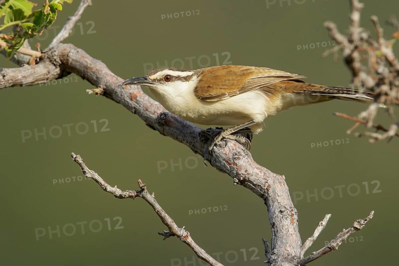 Bicolored Wren (Campylorhynchus griseus) perched on a branch in the grasslands of Guyana