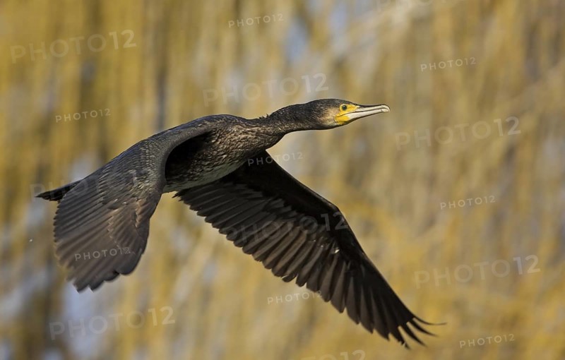 Great Cormorant (Phalacrocorax carbo) flying, Rhineland-Palatinate, Germany