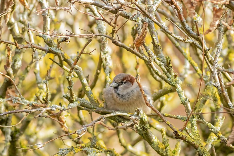 House sparrow (Passer domesticus) resting among tangled branches in natural garden habitat, Hesse, Germany