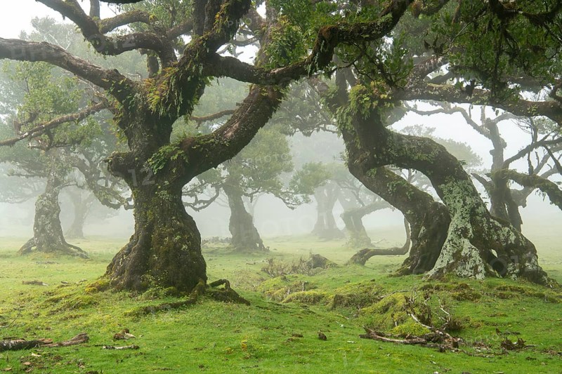 Laurel trees (Laurus nobilis) on Madeira, Fanal, Madeira, Portugal