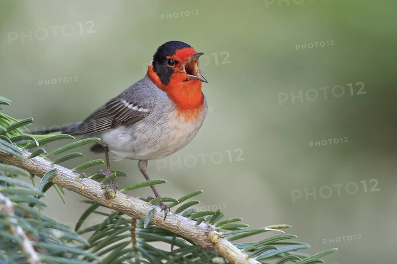 Red-faced Warbler (Cardellina rubrifrons) perched on a branch in southern Arizona, USA