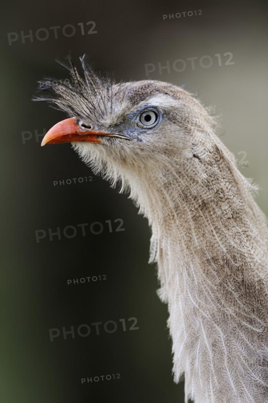 Red-legged seriema (Cariama cristata), portrait, captive, occurrence in South America