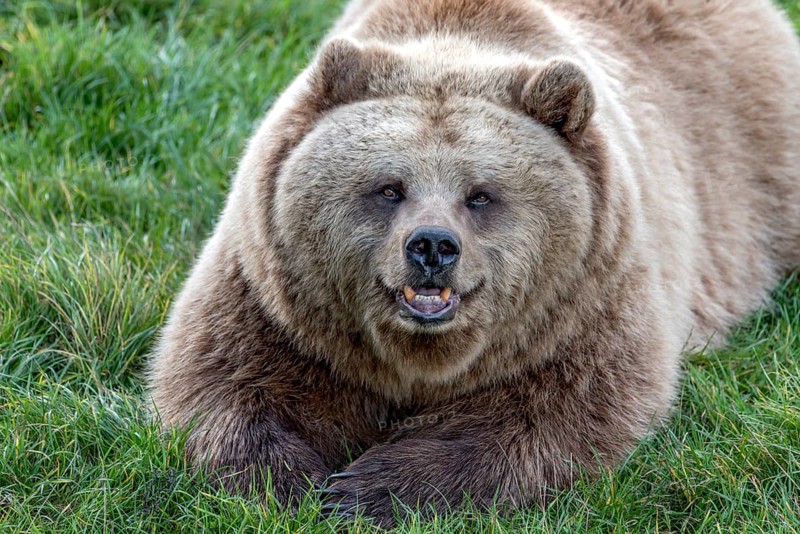 European brown bear (Ursus arctos) resting relaxed in a meadow with its mouth open, showing its teeth, looking into the camera, Poing Wildlife Park, Upper Bavaria, Bavaria, Germany