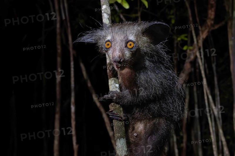 Aye-aye (Daubentonia madagascariensis) in the lowland rainforests of eastern Madagascar