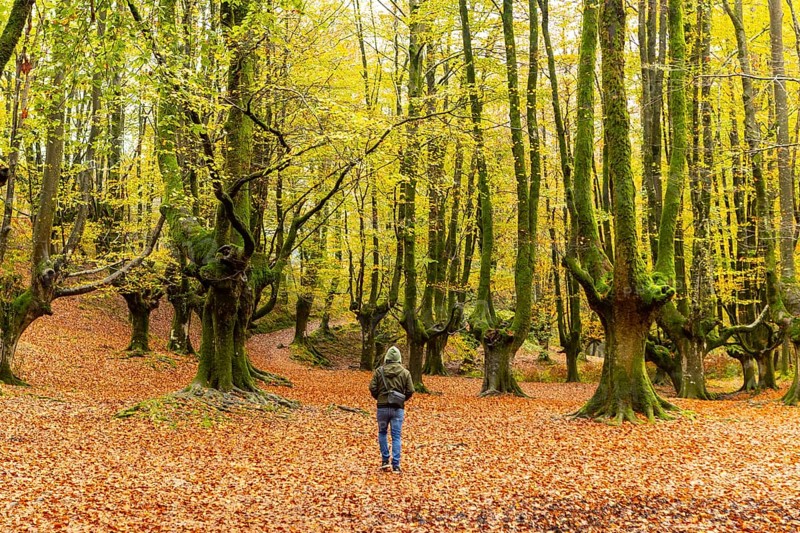 A man hiking through a vibrant autumn forest in Gorbea Natural Park, Basque Country, Spain, surrounded by towering trees with golden leaves carpeting the ground