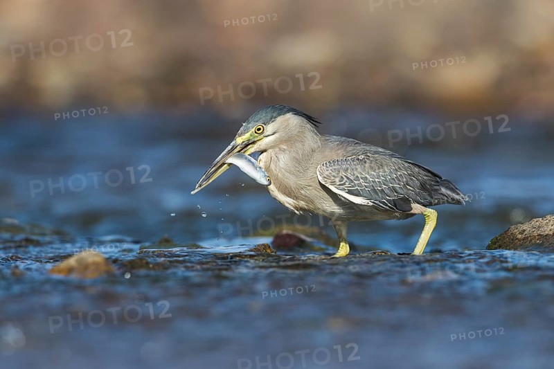 Striated Heron (Butorides striata) with fish prey in beak, Eilat, Israel