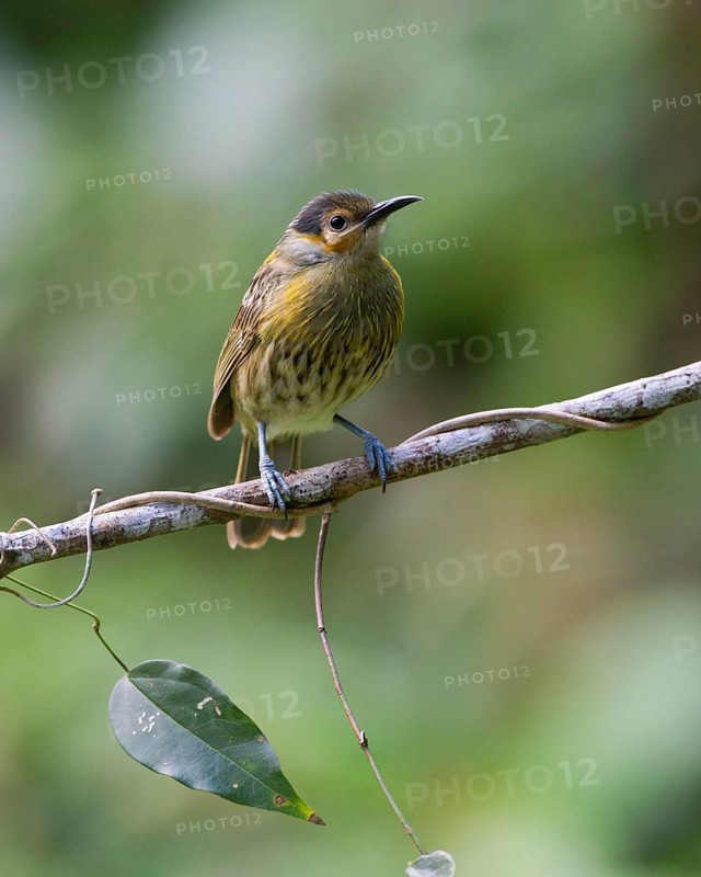 Macleay's Honeyeater (Xanthotis macleayanus), Queensland, Australia