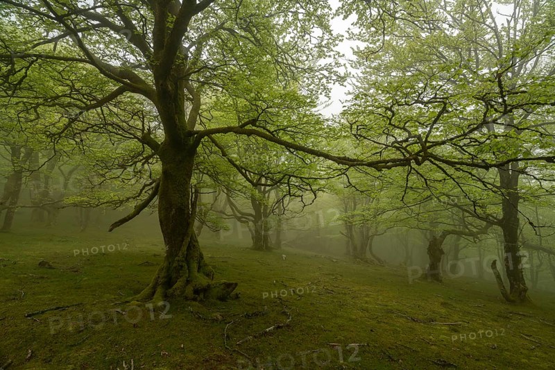A captivating forest scene with lush trees enveloped in a dense fog in the Pyrenees. The branches stretch majestically, creating an enchanting, tranquil atmosphere in nature