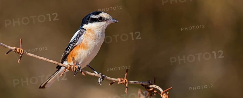 Masked Shrike, (Lanius nubicus), Animals, Birds, Israel