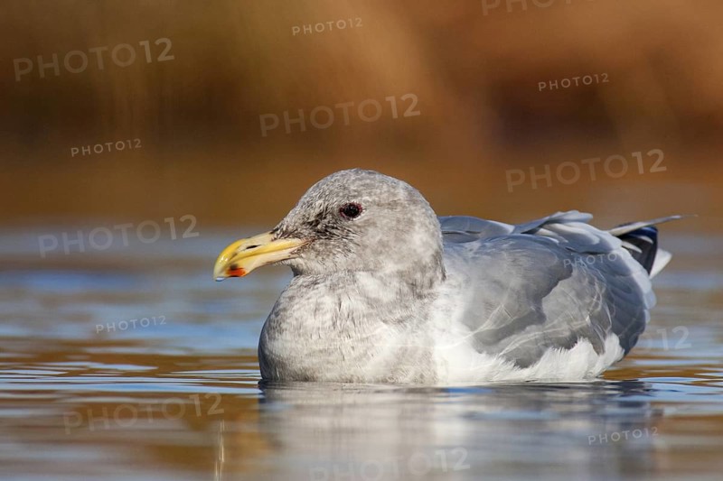 Glaucous-winged Gull (Larus glaucescens), British Columbia, Canada