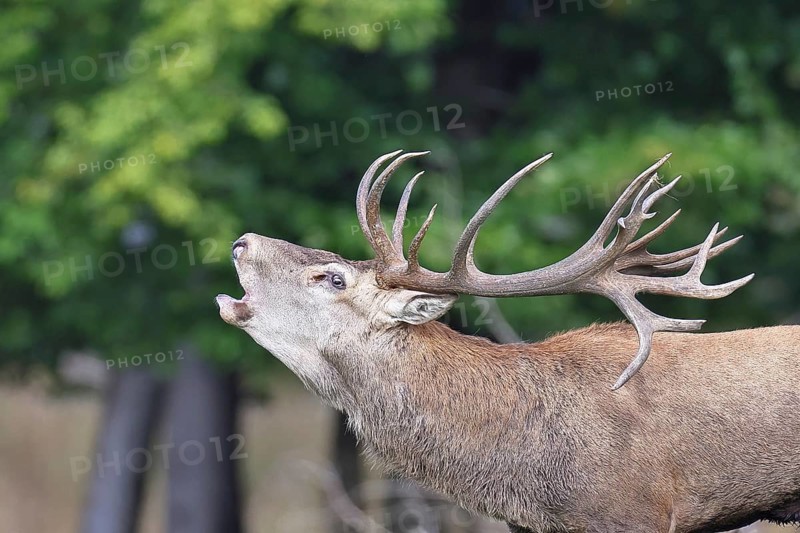 Red deer (Cervus elaphus) in the rutting season, capital stag roaring in a forest clearing, animal portrait, wildlife, Sauerland, North Rhine-Westphalia, Germany