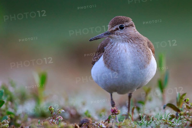 Common Sandpiper (Actitis hypoleucos) foraging, North Rhine-Westphalia, Germany