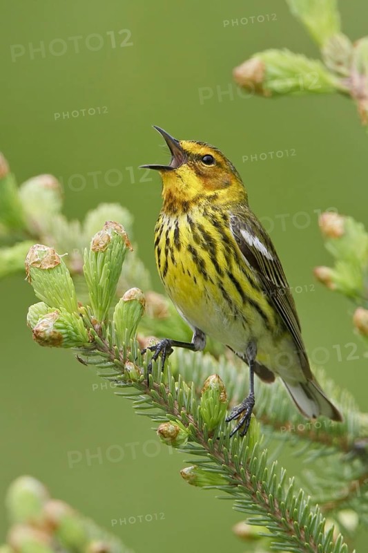 Cape May Warbler (Setophaga tigrina) singing, Manitoba, Canada