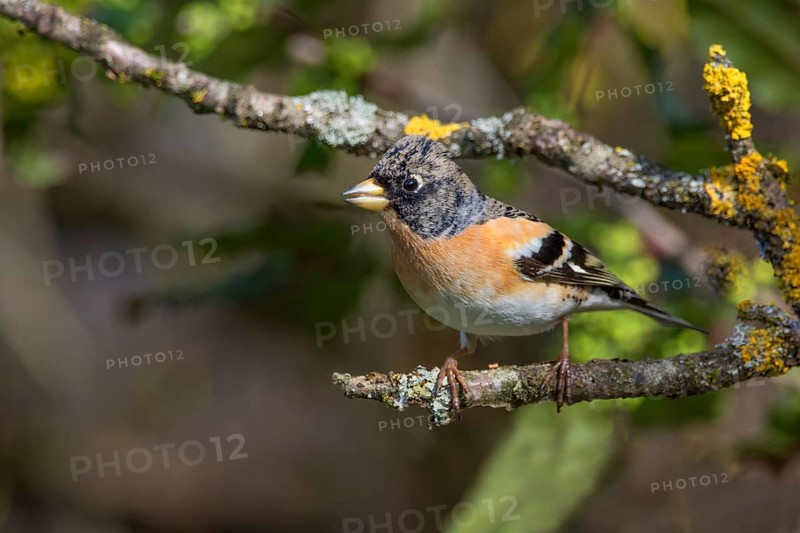 A male brambling (Fringilla montifringilla) sitting on a mossy branch, Baden-Württemberg, Germany