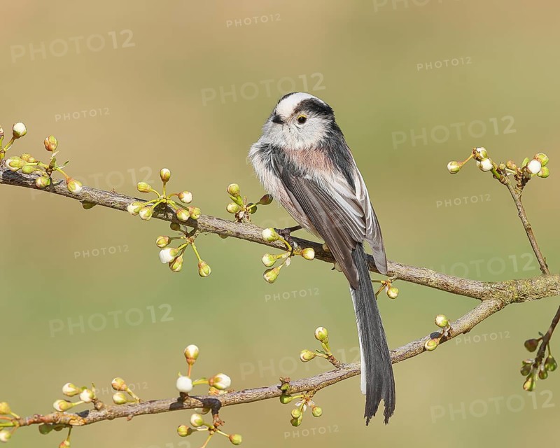Long-tailed Tit (Aegithalos caudatus), sitting on a thin branch, spring, nature photography, wildlife, animals, birds, tits, Siegerland, North Rhine-Westphalia, Germany